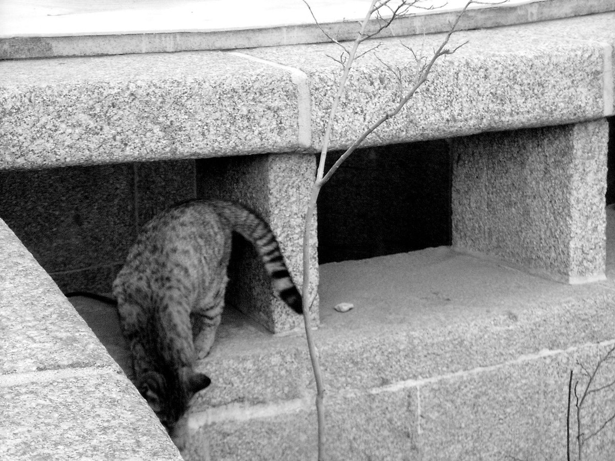 The Cat of the City Theater (or The Phantom of the Opera)