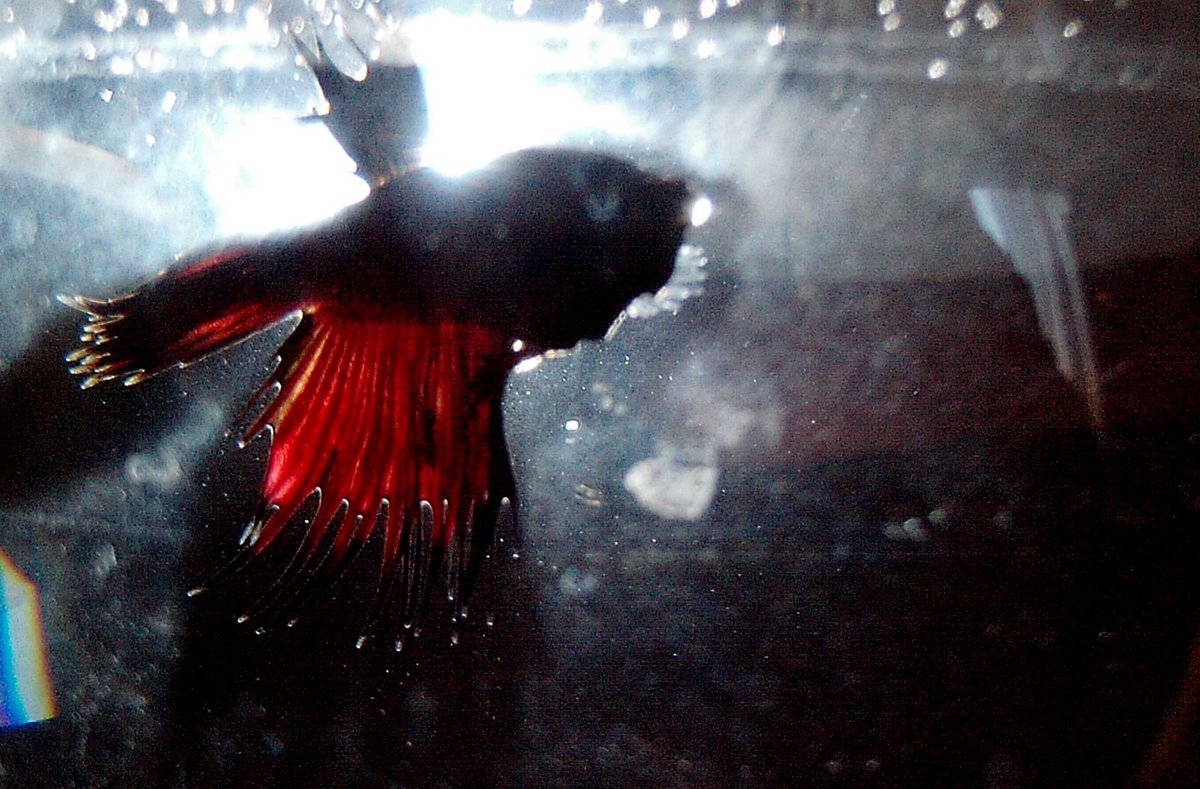 The Fighter in Colors and Light