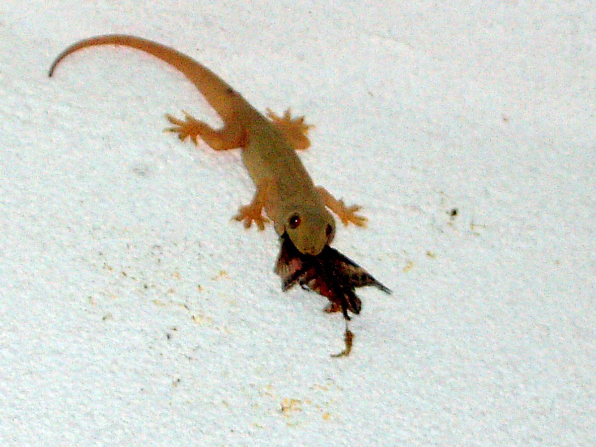 Salamander Eating a Butterfly