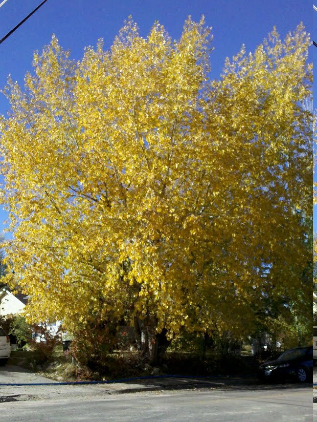 I'm the fall and you're the Aspring