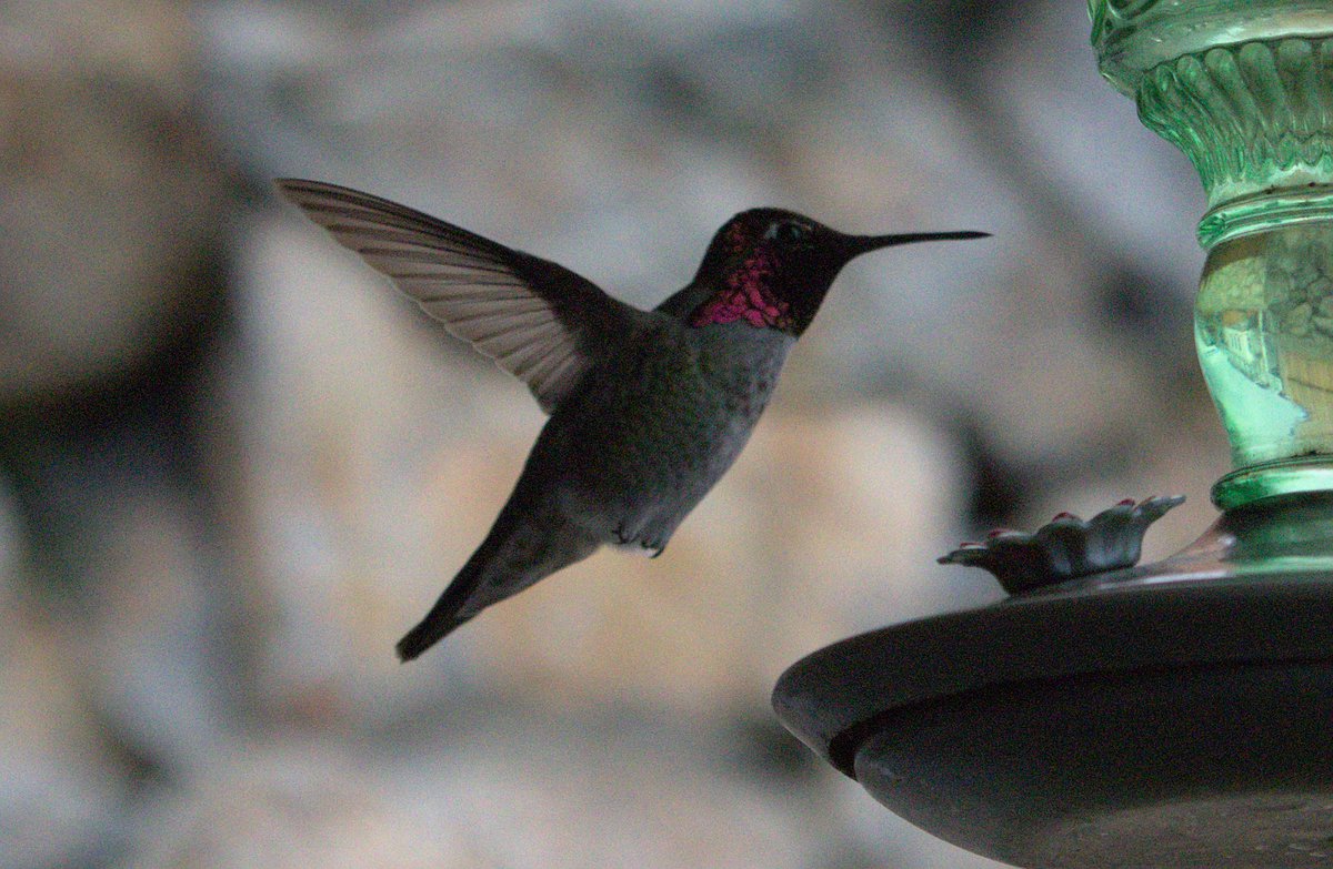Humming Bird