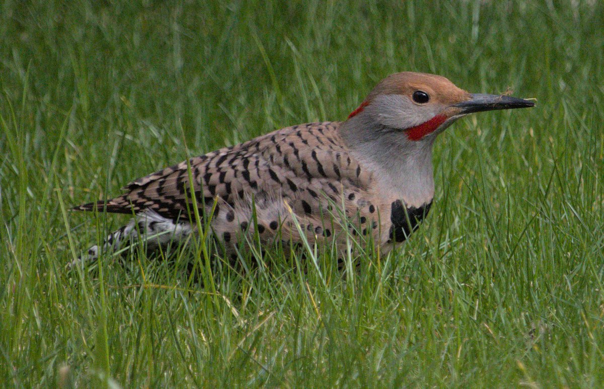 Northern Flicker