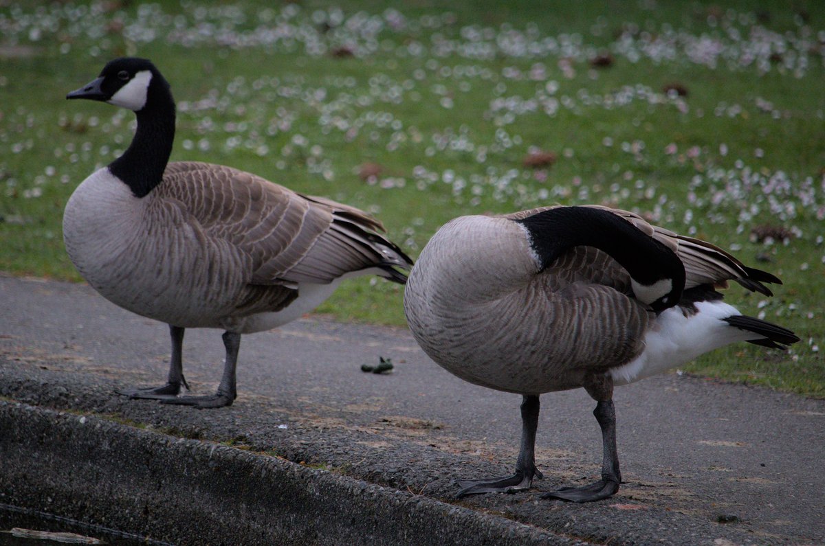 Geese