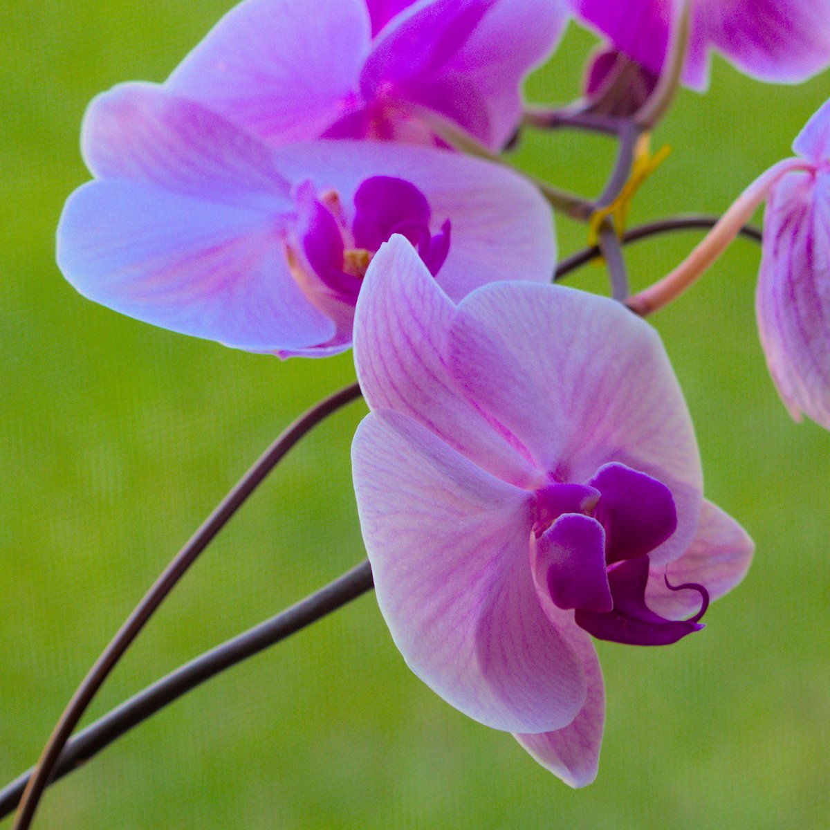 Orchids